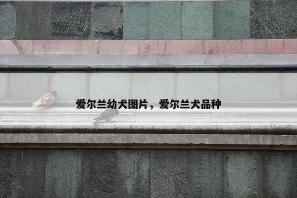 爱尔兰幼犬图片，爱尔兰犬品种