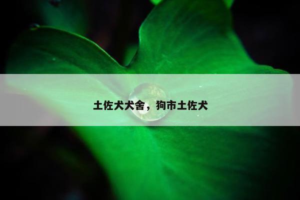土佐犬犬舍，狗市土佐犬