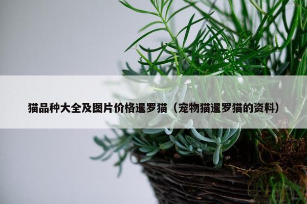 猫品种大全及图片价格暹罗猫（宠物猫暹罗猫的资料）