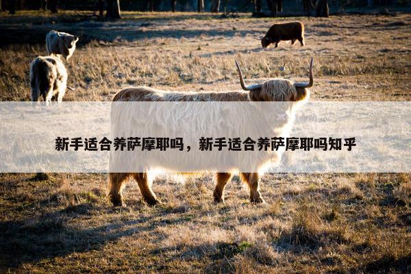 新手适合养萨摩耶吗，新手适合养萨摩耶吗知乎