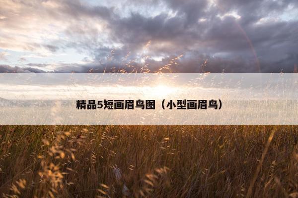 精品5短画眉鸟图（小型画眉鸟）