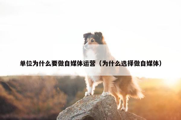 单位为什么要做自媒体运营（为什么选择做自媒体）