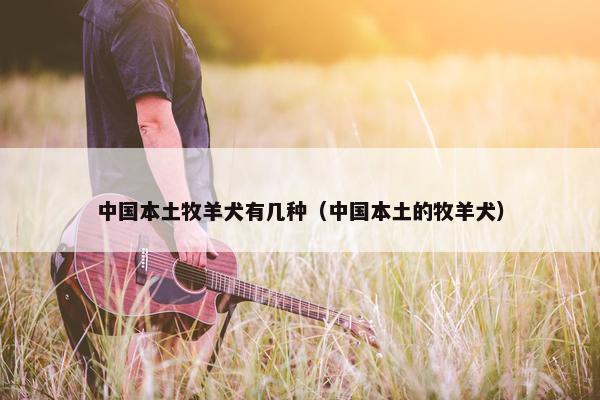 中国本土牧羊犬有几种（中国本土的牧羊犬）