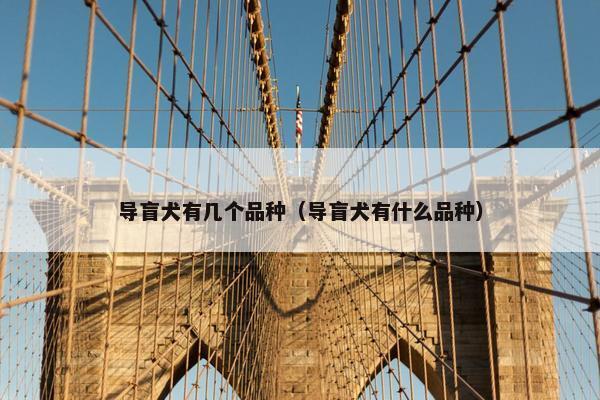 导盲犬有几个品种（导盲犬有什么品种）