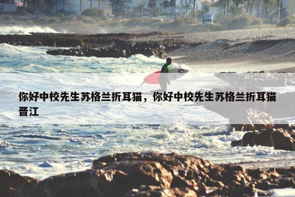 你好中校先生苏格兰折耳猫，你好中校先生苏格兰折耳猫晋江