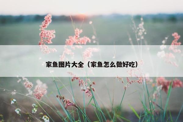 家鱼图片大全（家鱼怎么做好吃）