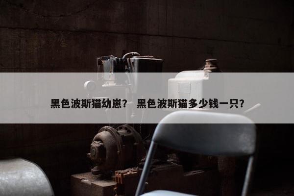 黑色波斯猫幼崽？ 黑色波斯猫多少钱一只？
