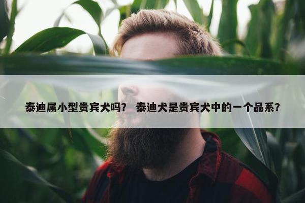 泰迪属小型贵宾犬吗？ 泰迪犬是贵宾犬中的一个品系？
