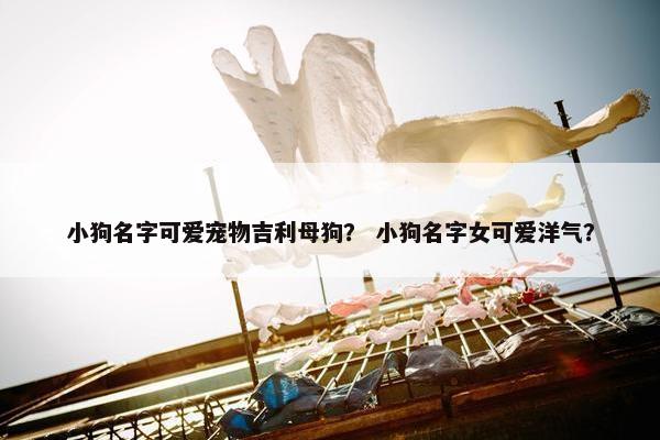 小狗名字可爱宠物吉利母狗？ 小狗名字女可爱洋气？