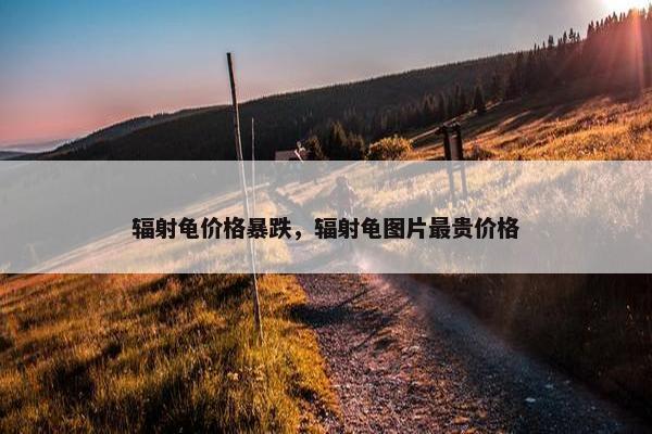 辐射龟价格暴跌，辐射龟图片最贵价格