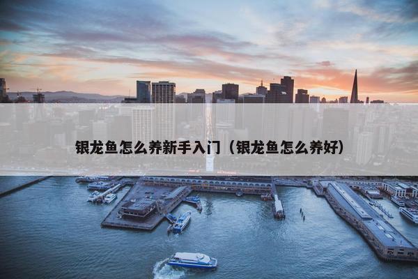 银龙鱼怎么养新手入门（银龙鱼怎么养好）