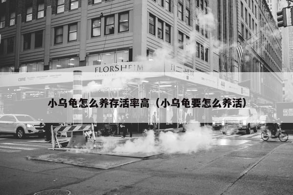 小乌龟怎么养存活率高（小乌龟要怎么养活）