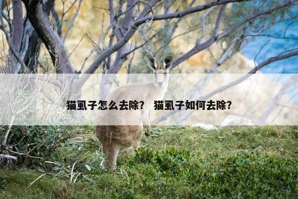 猫虱子怎么去除？ 猫虱子如何去除？