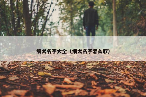 细犬名字大全（细犬名字怎么取）