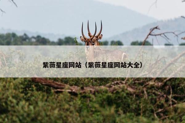 紫薇星座网站（紫薇星座网站大全）