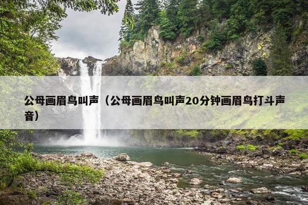公母画眉鸟叫声（公母画眉鸟叫声20分钟画眉鸟打斗声音）