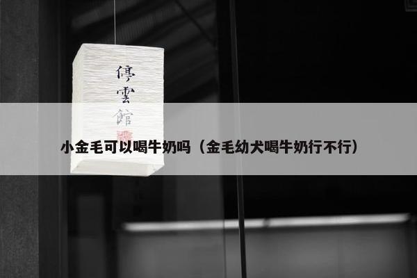 小金毛可以喝牛奶吗（金毛幼犬喝牛奶行不行）