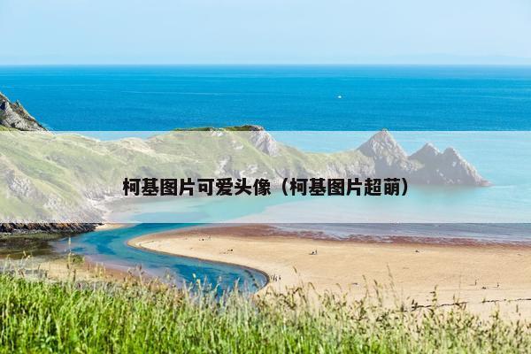 柯基图片可爱头像（柯基图片超萌）