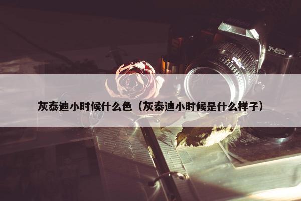 灰泰迪小时候什么色（灰泰迪小时候是什么样子）