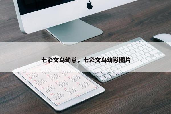 七彩文鸟幼崽，七彩文鸟幼崽图片