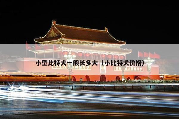 小型比特犬一般长多大（小比特犬价格）