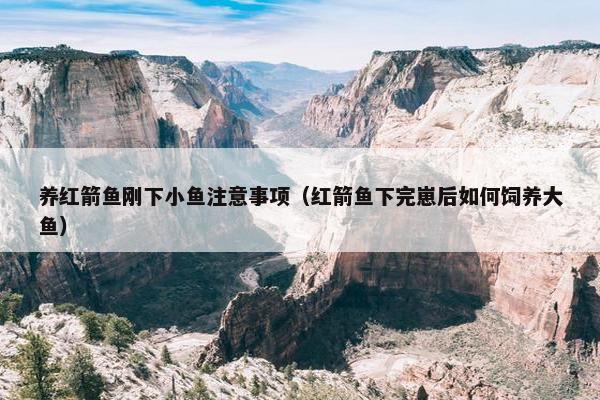 养红箭鱼刚下小鱼注意事项（红箭鱼下完崽后如何饲养大鱼）