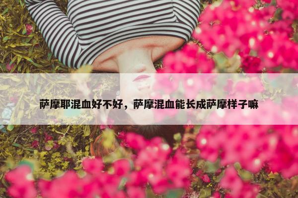 萨摩耶混血好不好，萨摩混血能长成萨摩样子嘛