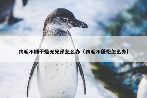狗毛不顺干燥无光泽怎么办（狗毛不蓬松怎么办）