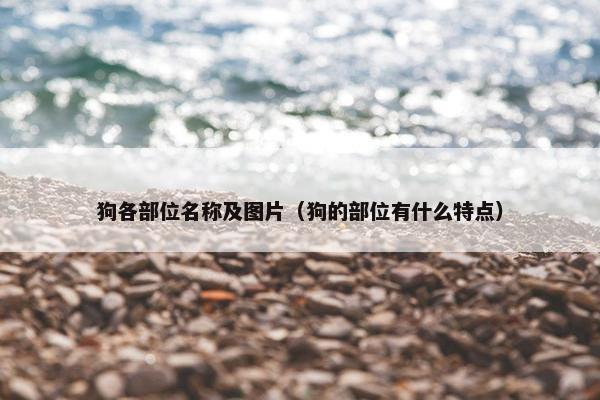 狗各部位名称及图片（狗的部位有什么特点）