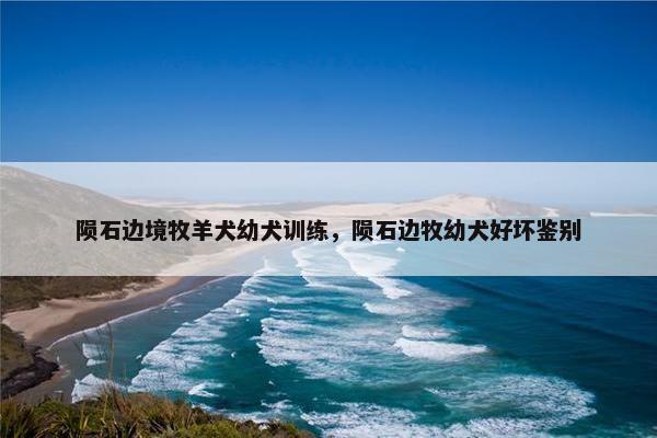 陨石边境牧羊犬幼犬训练，陨石边牧幼犬好坏鉴别