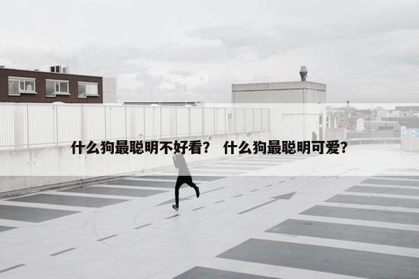 什么狗最聪明不好看？ 什么狗最聪明可爱？