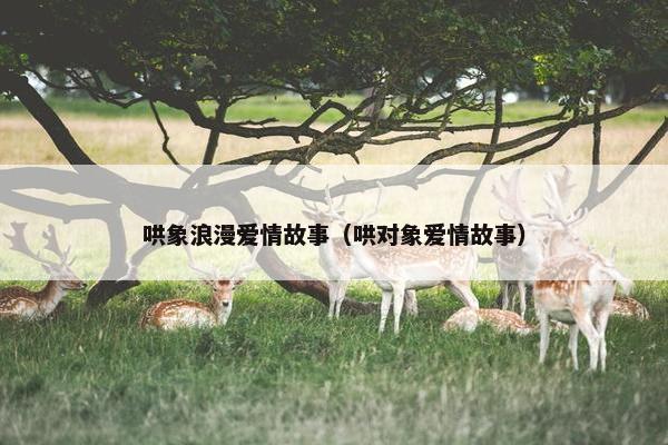 哄象浪漫爱情故事（哄对象爱情故事）