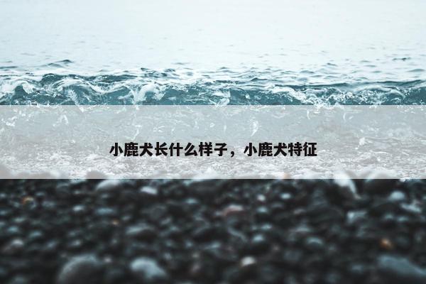 小鹿犬长什么样子，小鹿犬特征