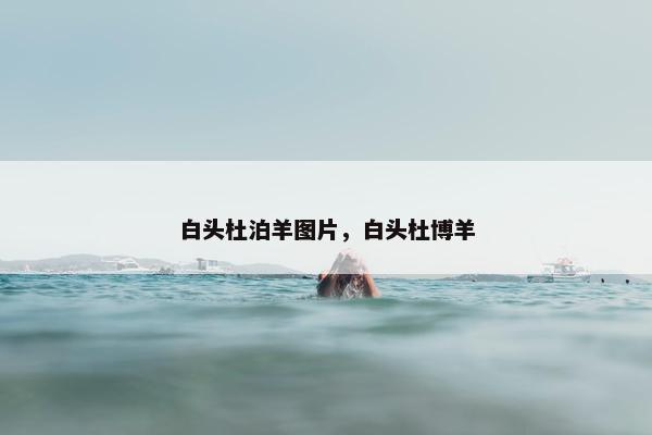 白头杜泊羊图片，白头杜博羊