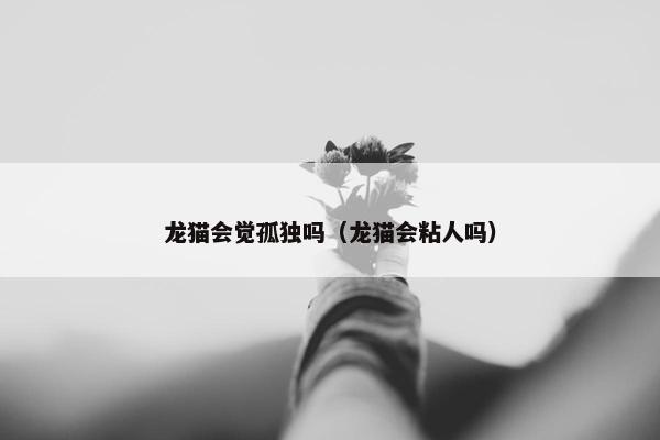 龙猫会觉孤独吗(龙猫会粘人吗)