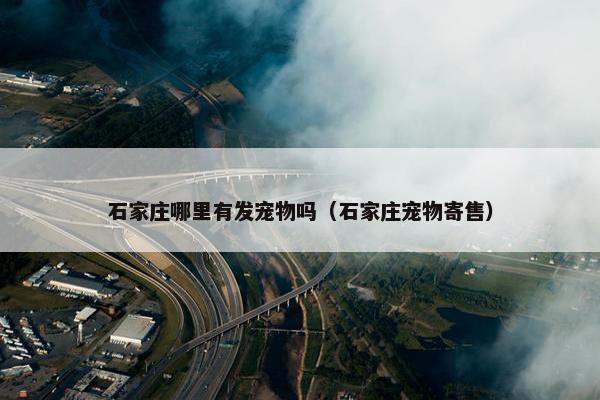 石家庄哪里有发宠物吗（石家庄宠物寄售）