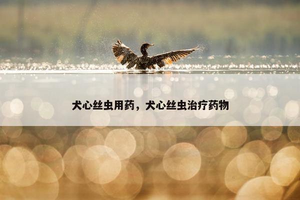 犬心丝虫用药，犬心丝虫治疗药物