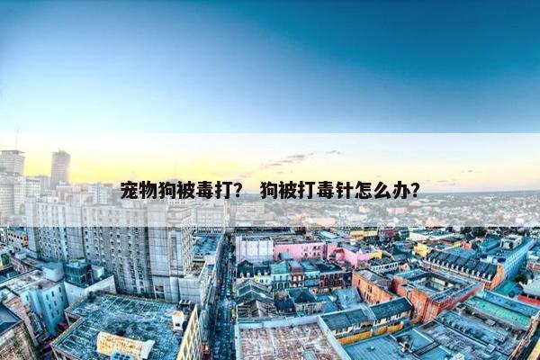 宠物狗被毒打？ 狗被打毒针怎么办？