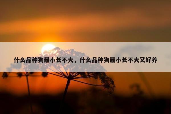 什么品种狗最小长不大，什么品种狗最小长不大又好养