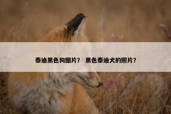 泰迪黑色狗图片? 黑色泰迪犬的照片?