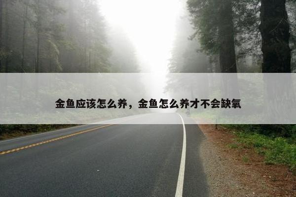 金鱼应该怎么养，金鱼怎么养才不会缺氧