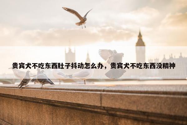 贵宾犬不吃东西肚子抖动怎么办，贵宾犬不吃东西没精神