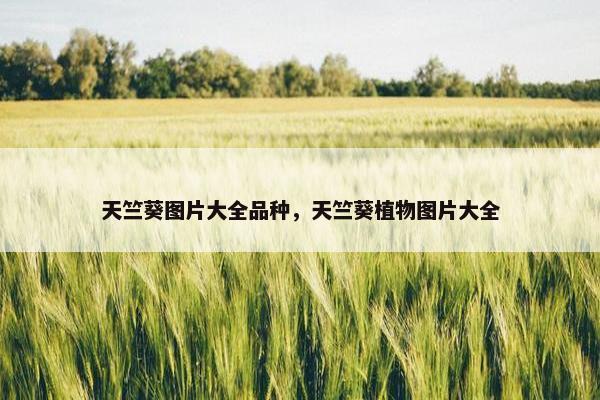 天竺葵图片大全品种，天竺葵植物图片大全