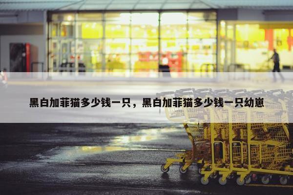 黑白加菲猫多少钱一只,黑白加菲猫多少钱一只幼崽 黑白加菲猫多少钱一只,黑白加菲猫多少钱一只幼崽