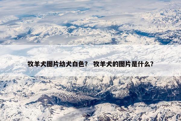 牧羊犬图片幼犬白色？ 牧羊犬的图片是什么？