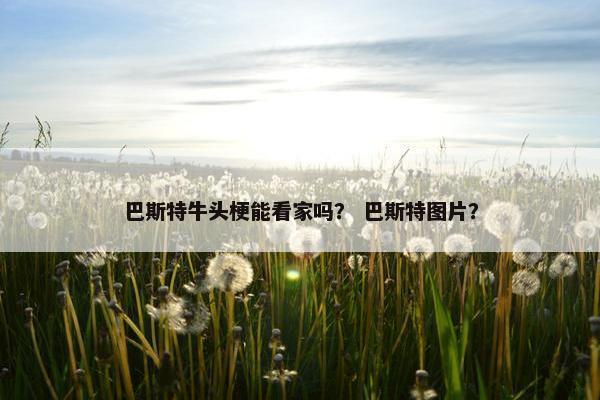 巴斯特牛头梗能看家吗? 巴斯特图片? 巴斯特牛头梗能看家吗? 巴斯特图片?
