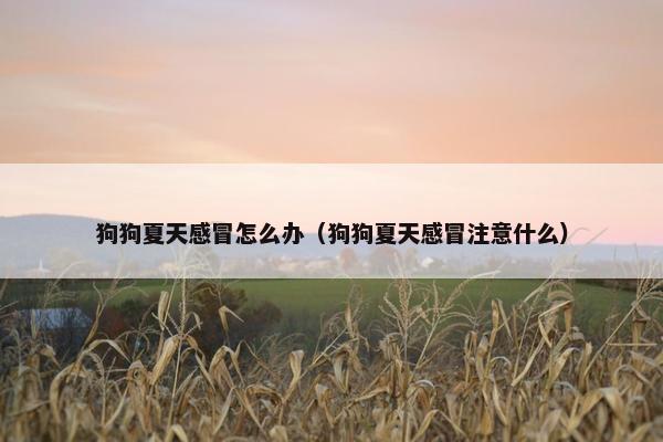 狗狗夏天感冒怎么办(狗狗夏天感冒注意什么) 狗狗夏天感冒怎么办(狗狗夏天感冒注意什么)