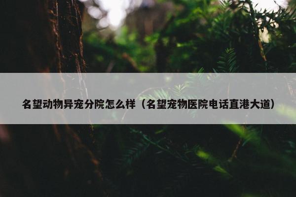 名望动物异宠分院怎么样(名望宠物医院电话直港大道) 名望动物异宠分院怎么样(名望宠物医院电话直港大道)