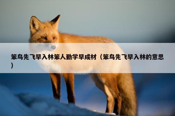 笨鸟先飞早入林笨人勤学早成材（笨鸟先飞早入林的意思）