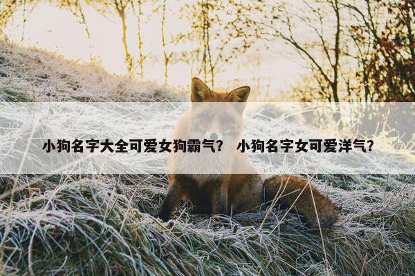 小狗名字大全可爱女狗霸气？ 小狗名字女可爱洋气？